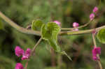 Coral vine